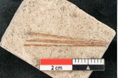Foto (Detailansicht) von Pinus holothana Unger (NHMW-GEO-2024-0188-8087)